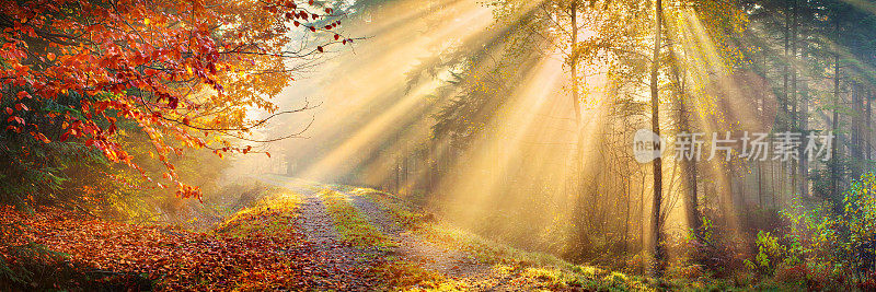 阳光穿透秋天的森林- XXXL 40 Mpix全景图